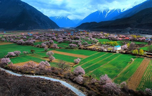 三月到西藏林芝赏花旅游